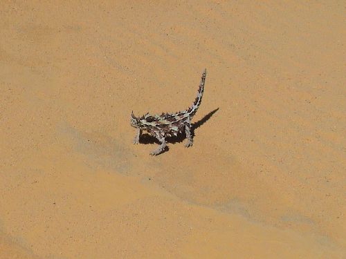 thornydevil02
